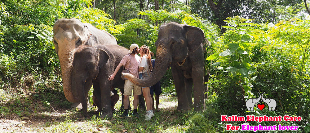 Kalim Elephant Care For Elephant love